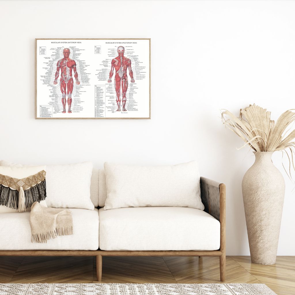Velik poster Zgradba človeka - mišice 