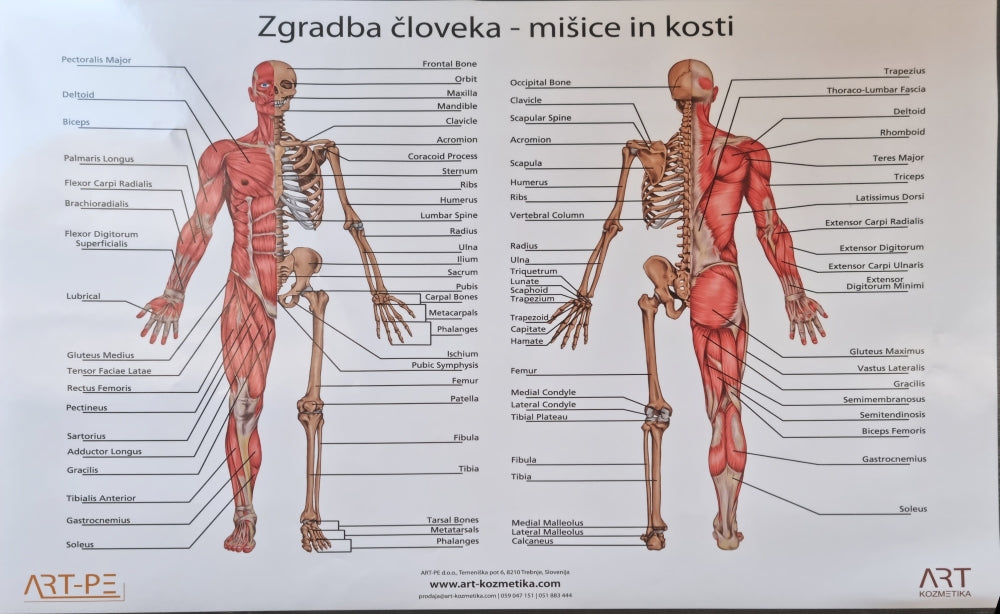Poster Zgradba človeka - mišice in kosti