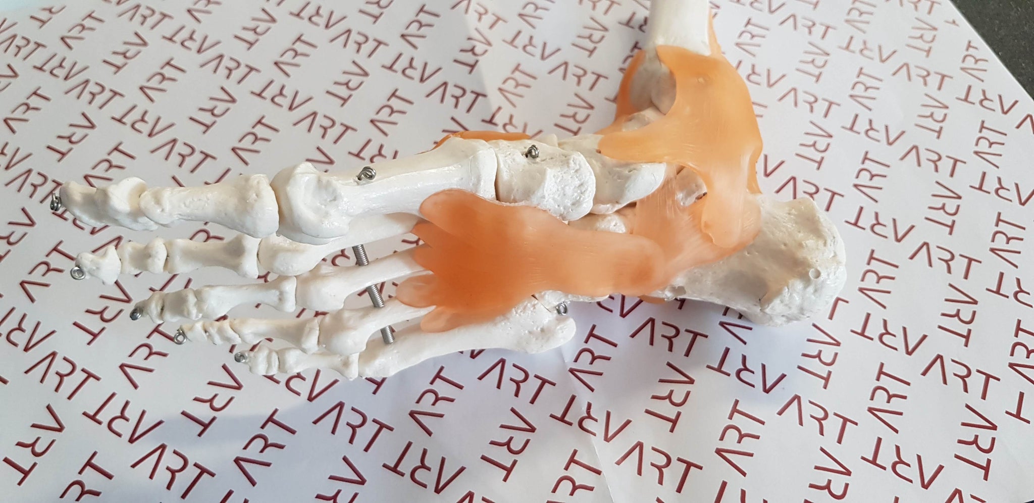 Skelet stopala na podstavku